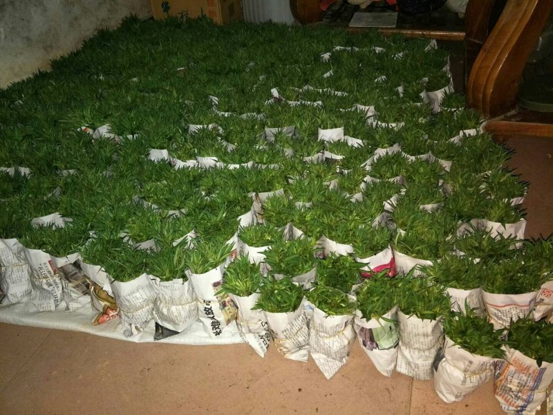 大量供应优质毛桃苗，毛桃芽苗毛桃小苗毛桃奶苗