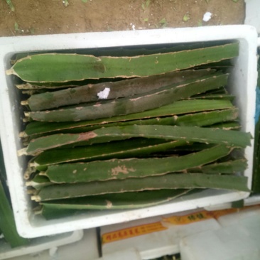 40至50公分左右的大红红心火龙果苗