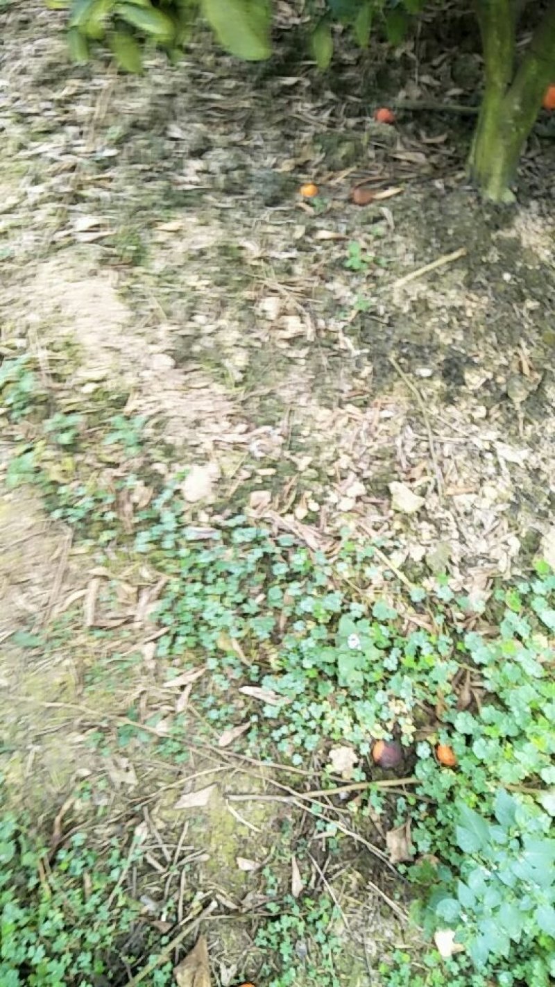 砂糖橘