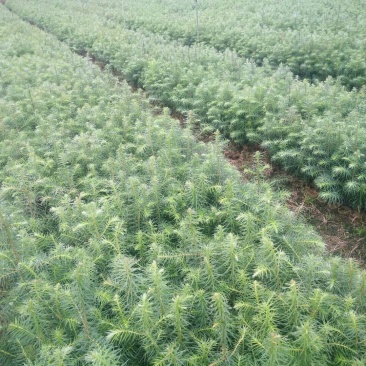 杉树杉树大量种植基地批发