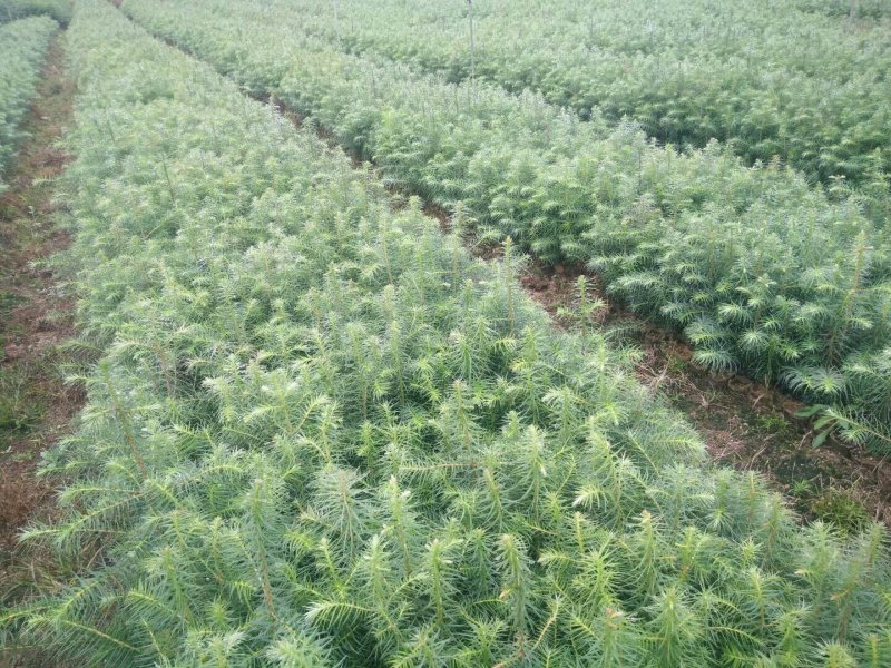 杉树杉树大量种植基地批发