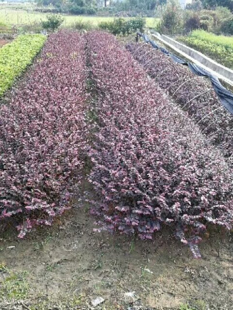 湖南精品红继木苗红继木杯苗基地直供支持视频看货
