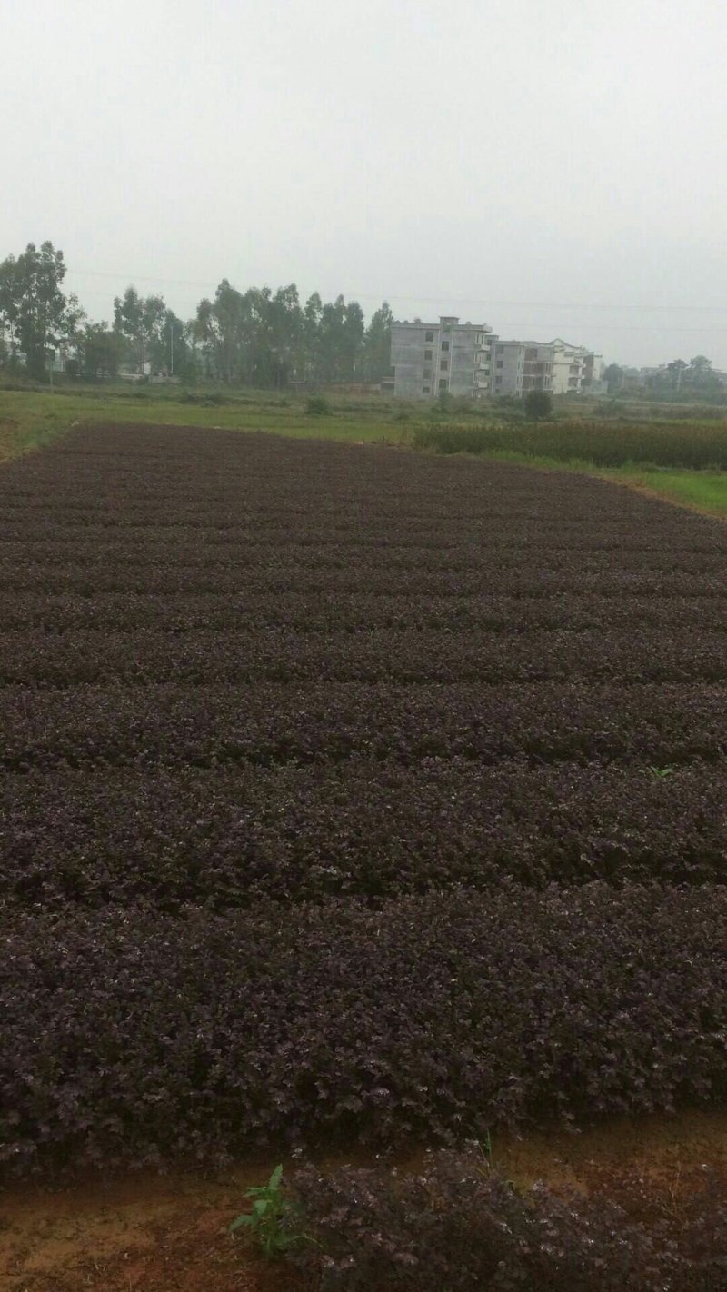 湖南精品红继木苗红继木杯苗基地直供支持视频看货
