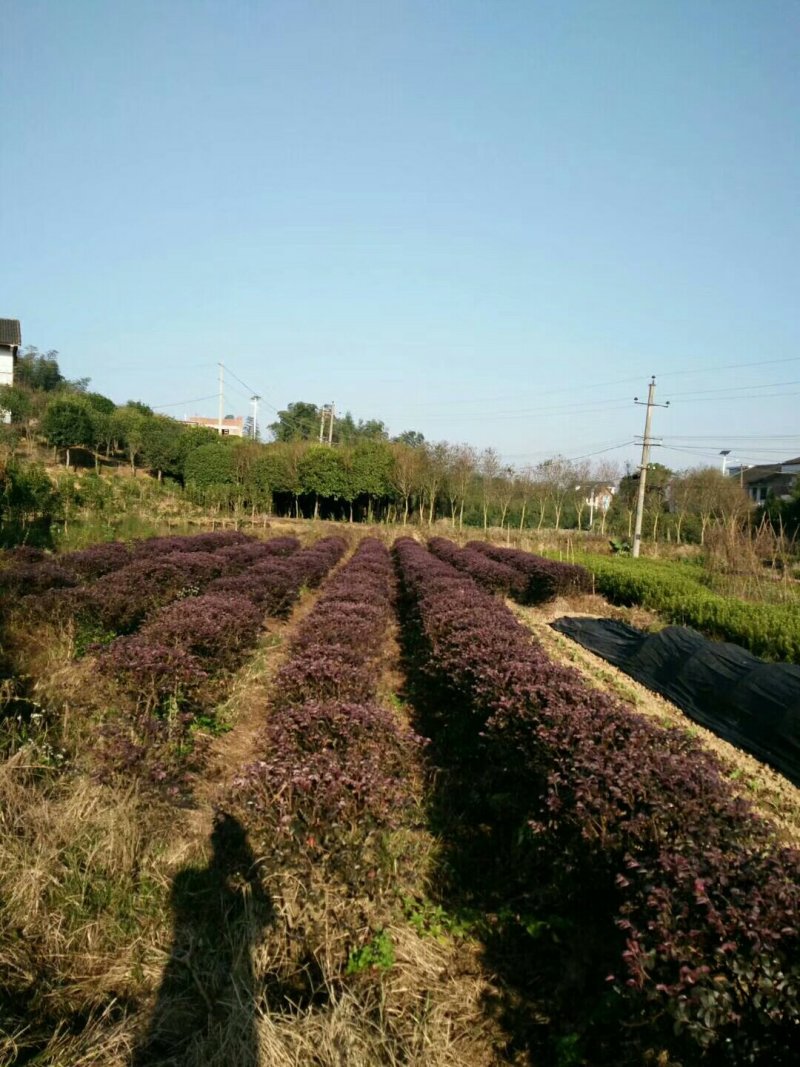 湖南精品红继木苗红继木杯苗基地直供支持视频看货