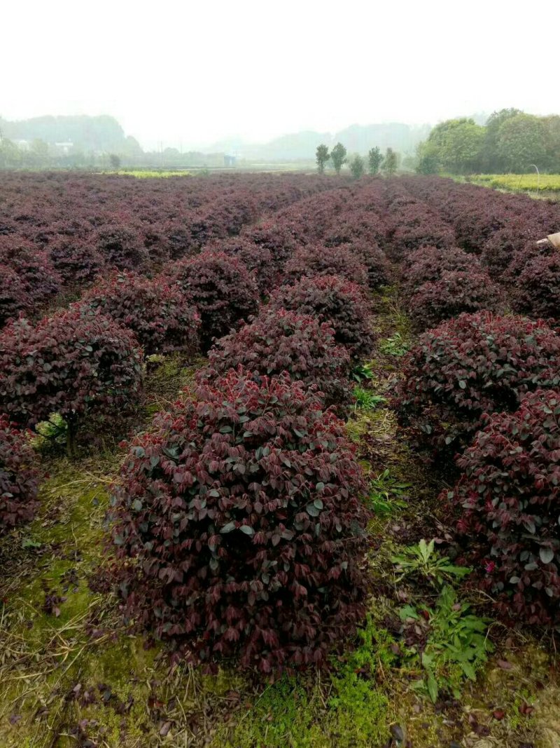 湖南精品红继木苗红继木杯苗基地直供支持视频看货