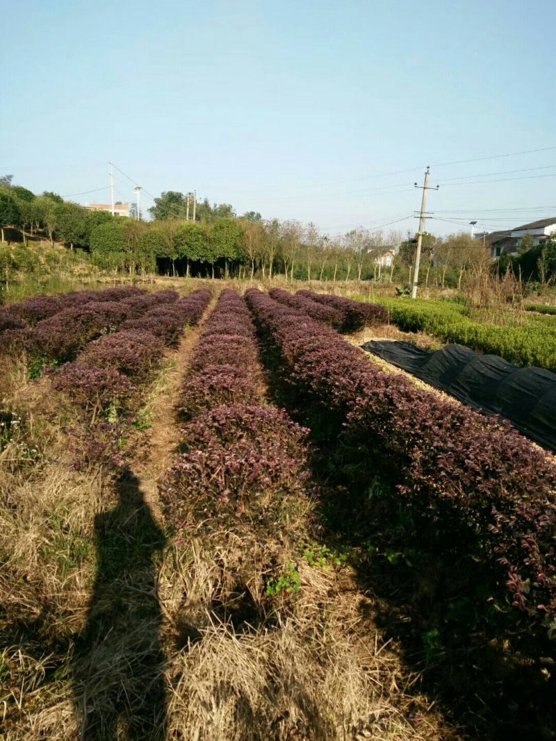 湖南精品红继木苗红继木杯苗基地直供支持视频看货