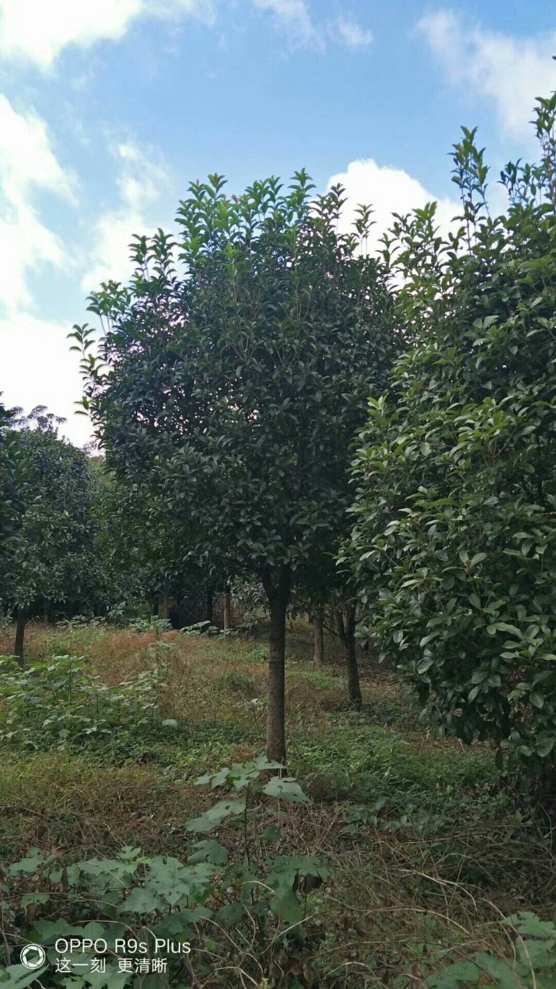 八月桂，金桂，八月桂批发，金桂批发，八月桂种植基地，金桂