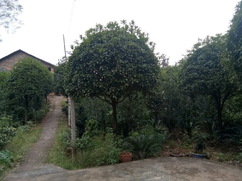 八月桂，金桂，八月桂批发，金桂批发，八月桂种植基地，金桂