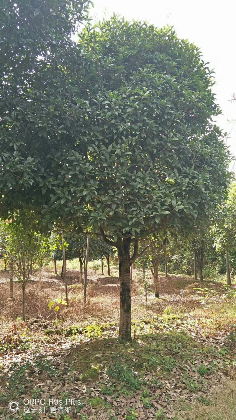 八月桂，金桂，八月桂批发，金桂批发，八月桂种植基地，金桂