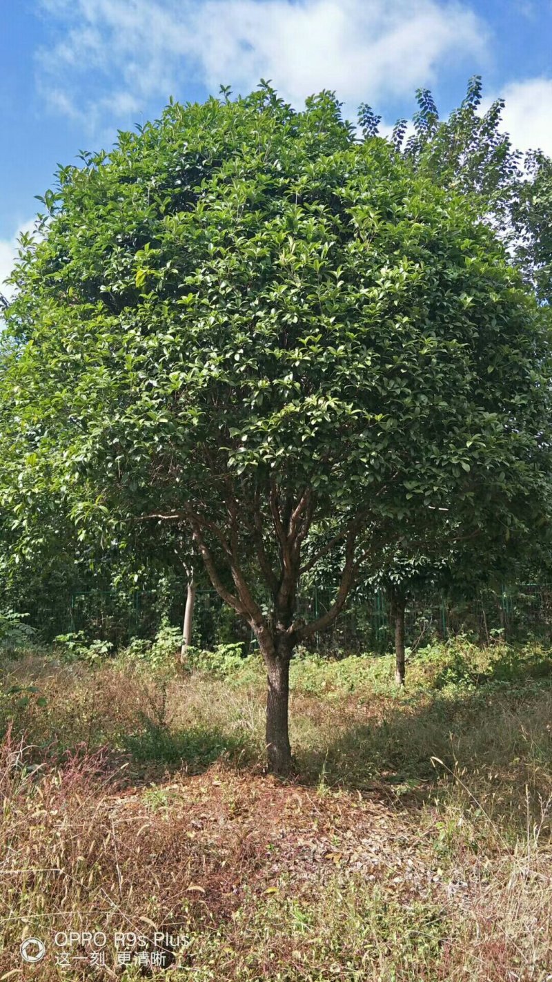 八月桂，金桂，八月桂批发，金桂批发，八月桂种植基地，金桂