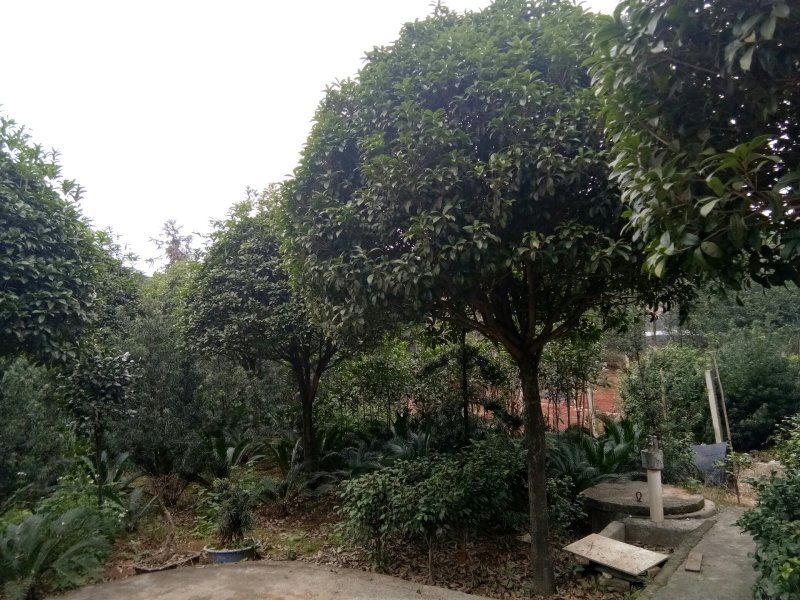 八月桂，金桂，八月桂批发，金桂批发，八月桂种植基地，金桂