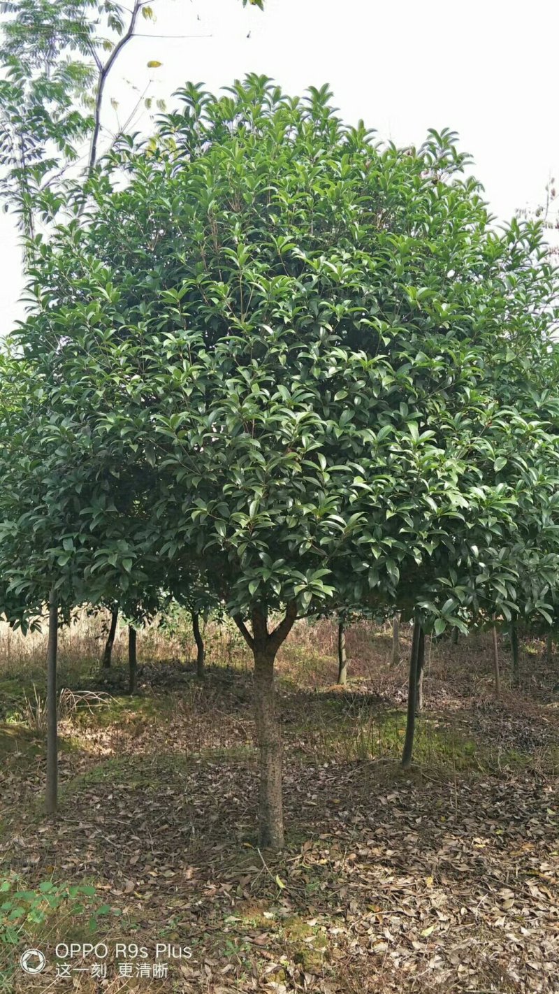 八月桂，金桂，八月桂批发，金桂批发，八月桂种植基地，金桂