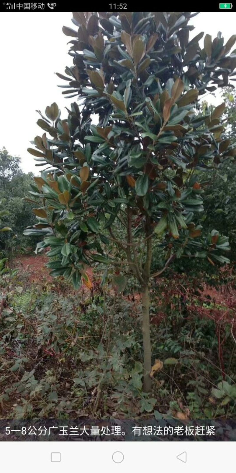 广玉兰，广玉兰批发，广玉兰种植基地