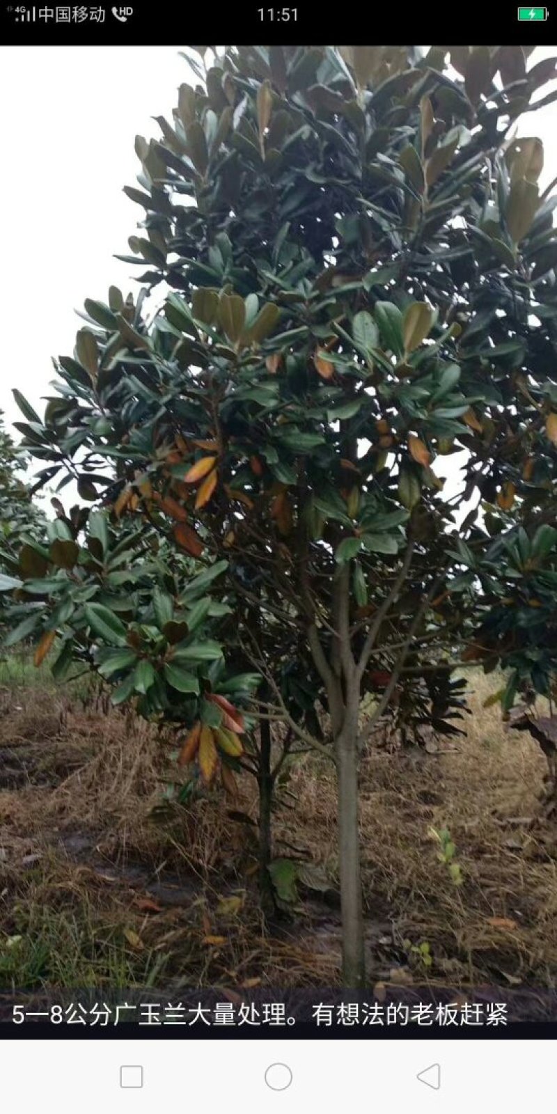 广玉兰，广玉兰批发，广玉兰种植基地