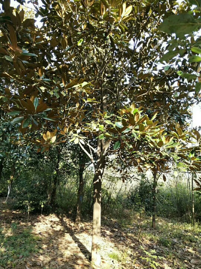 广玉兰，广玉兰批发，广玉兰种植基地