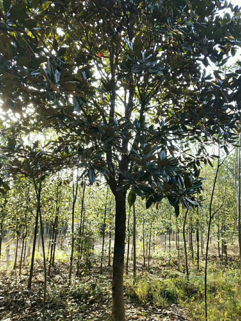 广玉兰，广玉兰批发，广玉兰种植基地