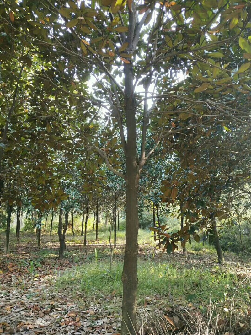 广玉兰，广玉兰批发，广玉兰种植基地