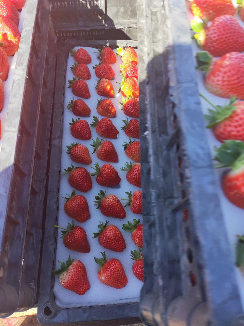 幸香草莓