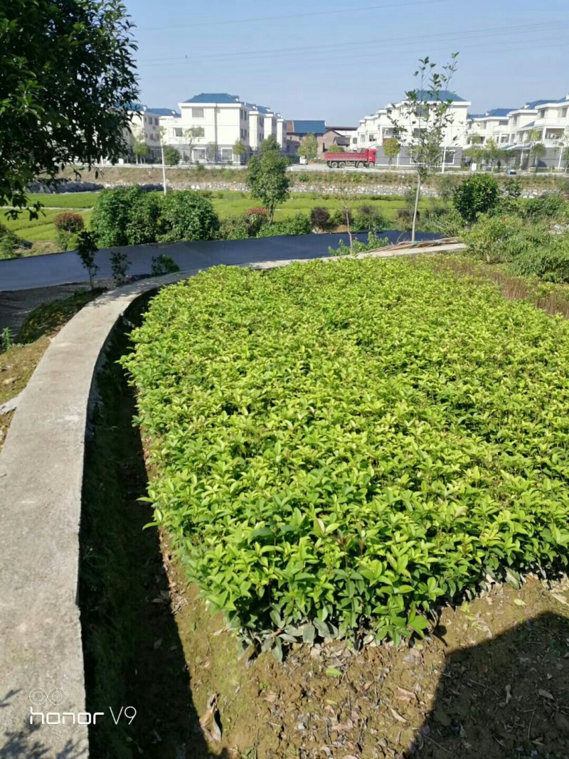 四季桂，四季桂球，四季桂批发，四季桂种植基地，四季桂杯苗