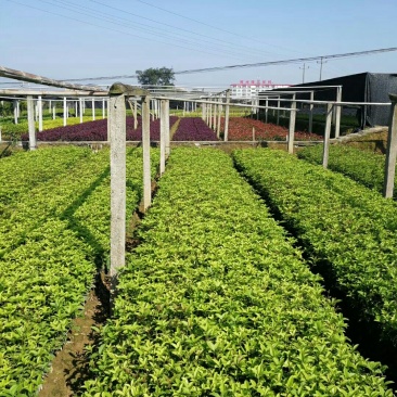 四季桂，四季桂球，四季桂批发，四季桂种植基地，四季桂杯苗