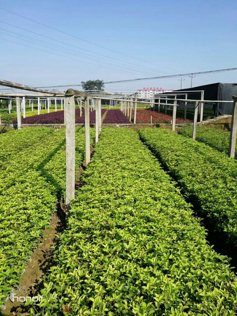 四季桂，四季桂球，四季桂批发，四季桂种植基地，四季桂杯苗