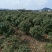 四季桂，四季桂球，四季桂批发，四季桂种植基地，四季桂杯苗