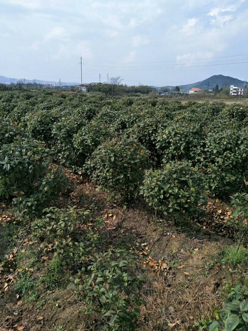 四季桂，四季桂球，四季桂批发，四季桂种植基地，四季桂杯苗