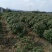 四季桂，四季桂球，四季桂批发，四季桂种植基地，四季桂杯苗