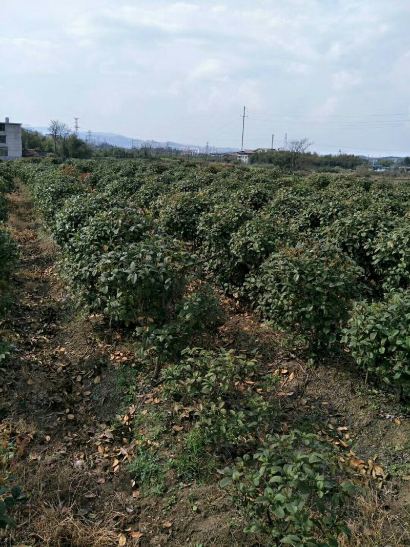四季桂，四季桂球，四季桂批发，四季桂种植基地，四季桂杯苗