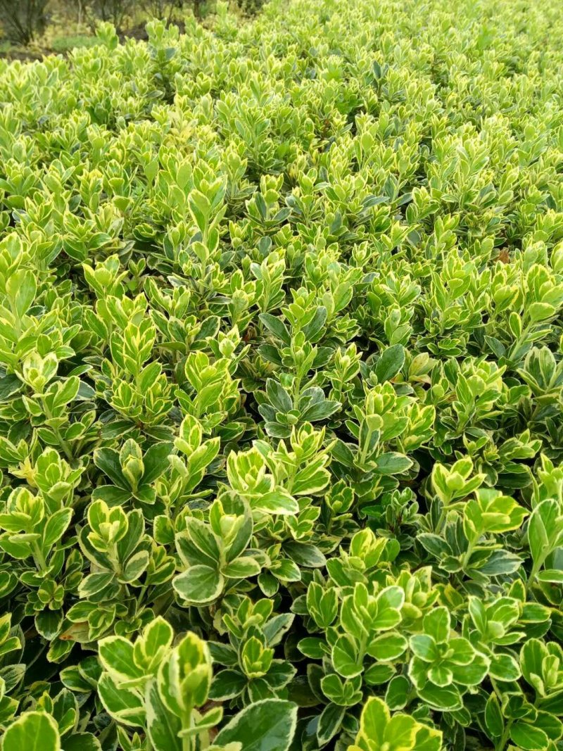 金边黄扬，金边黄扬批发，金边黄扬种植基地