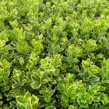 金边黄扬，金边黄扬批发，金边黄扬种植基地