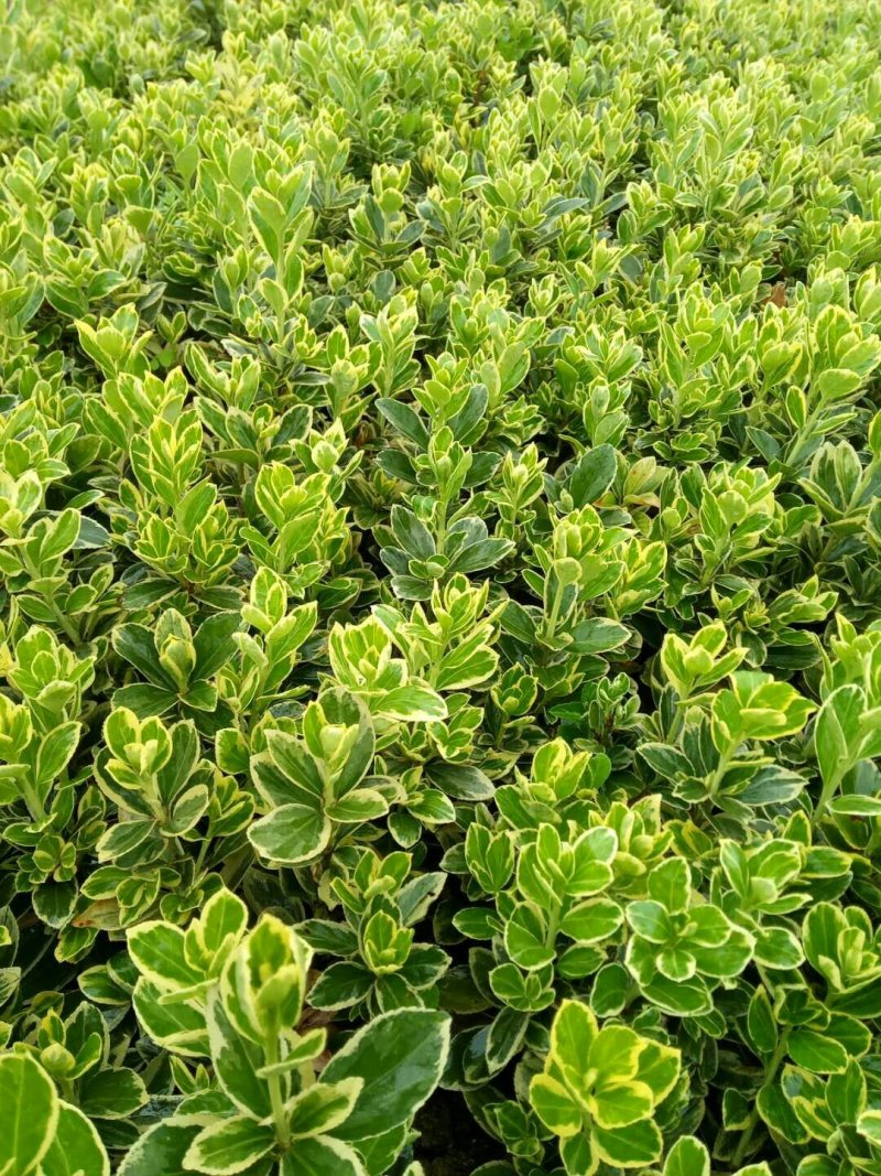 金边黄扬，金边黄扬批发，金边黄扬种植基地