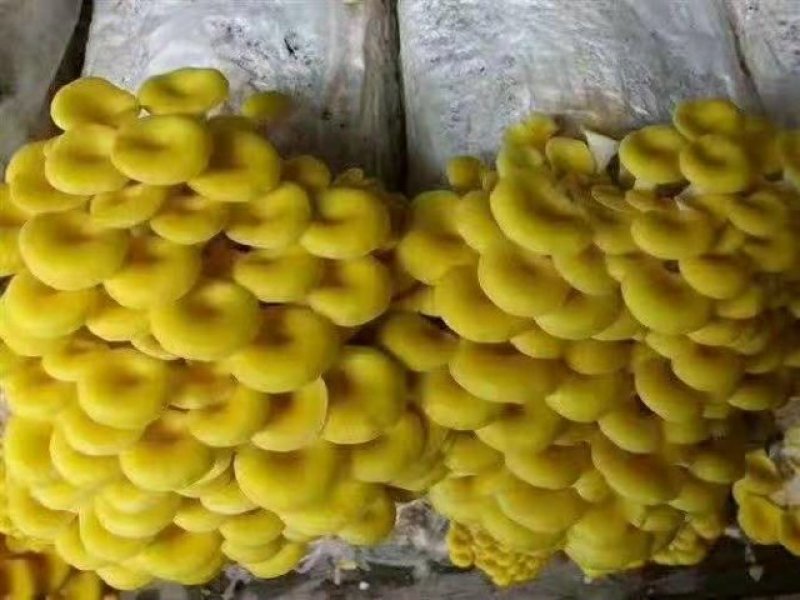 菌包