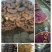 菌包