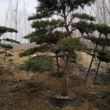 造型油松