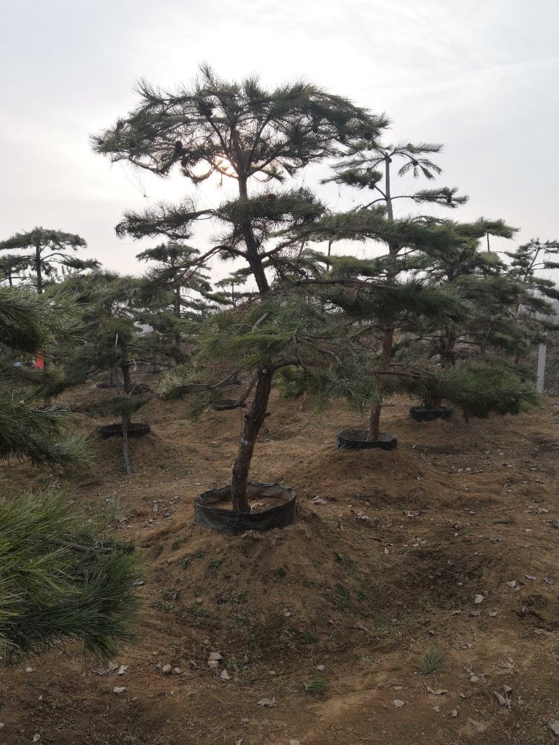 造型油松