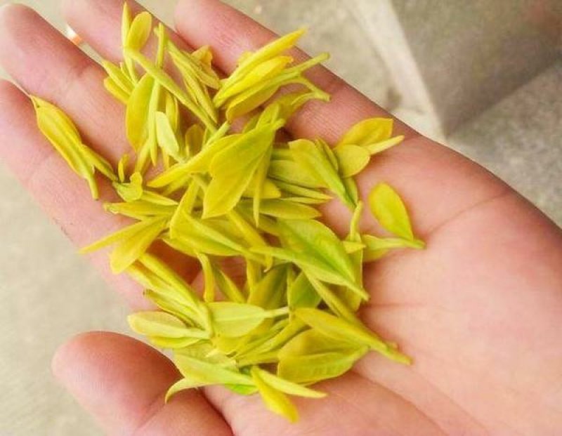 安吉白茶