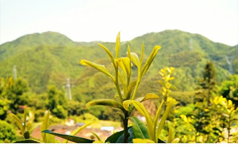 安吉白茶