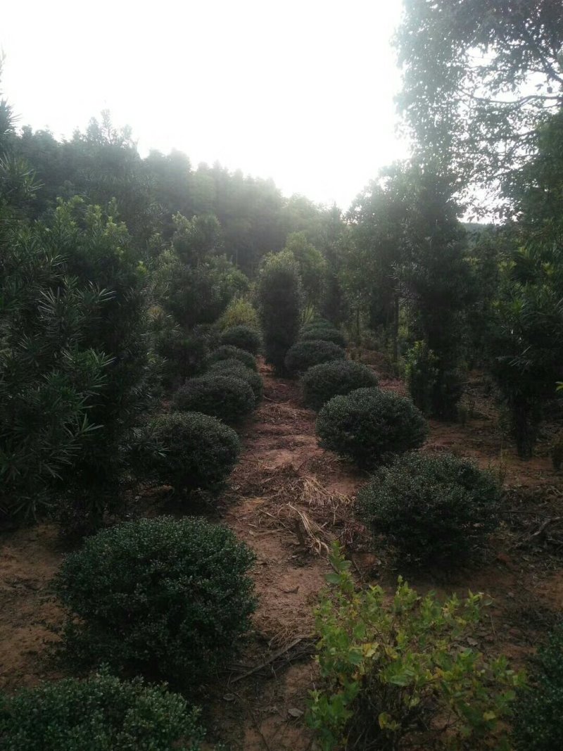 龟甲冬青球，龟甲冬青种植基，龟甲冬青批发