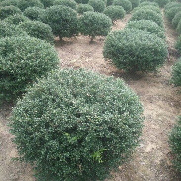 龟甲冬青球，龟甲冬青种植基，龟甲冬青批发
