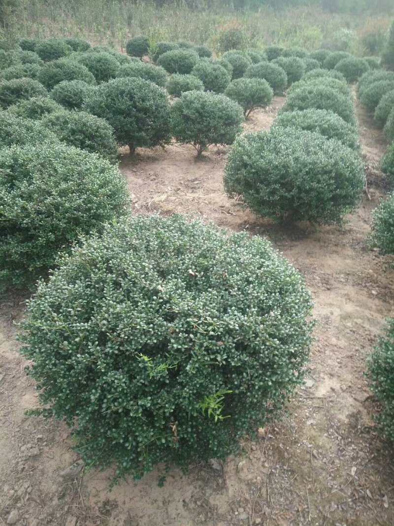 龟甲冬青球，龟甲冬青种植基，龟甲冬青批发