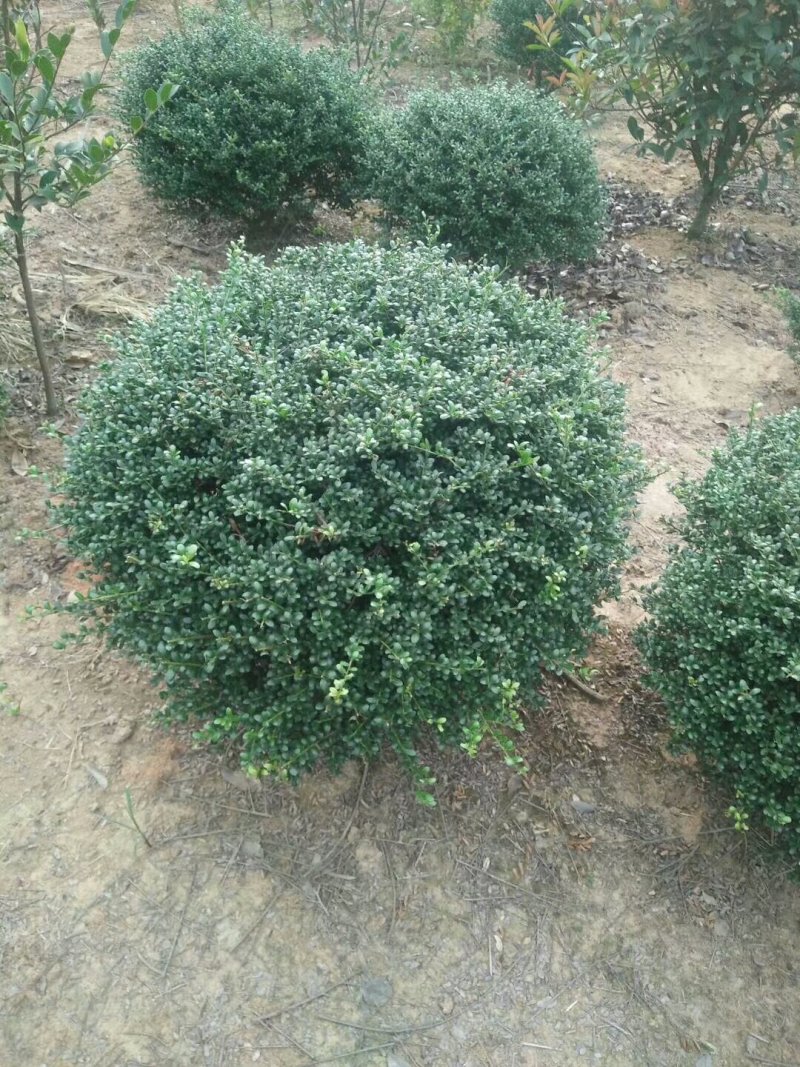 龟甲冬青球，龟甲冬青种植基，龟甲冬青批发