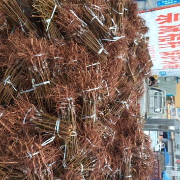 五月脆，蜂糖李