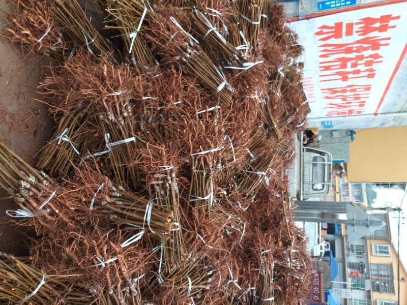五月脆，蜂糖李