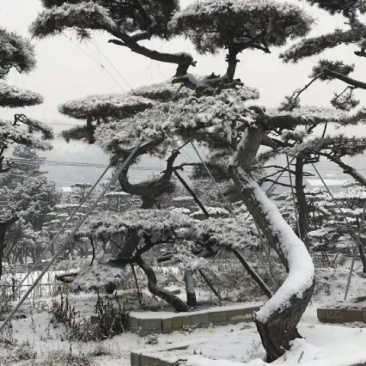 山东造型油松价格，造型松奇特好看货源