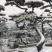 山东造型油松价格，造型松奇特好看货源