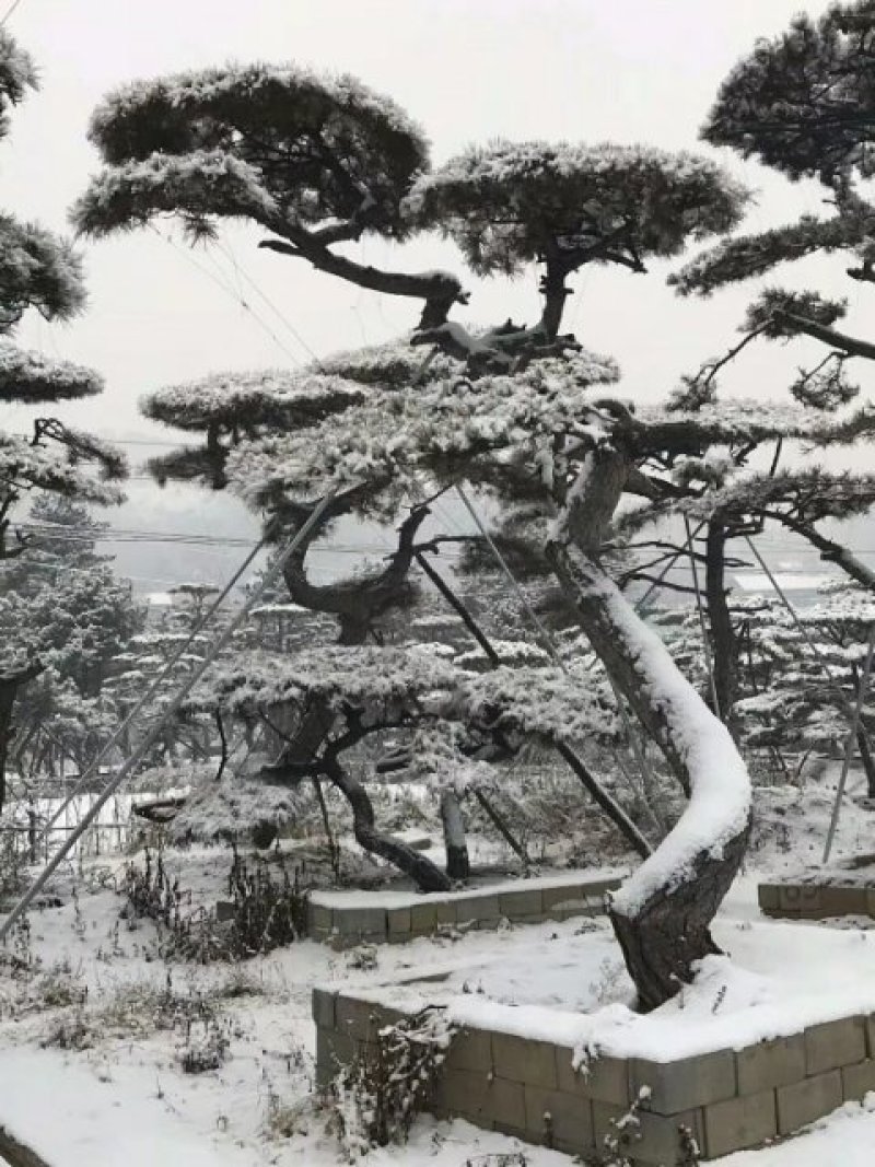 山东造型油松价格，造型松奇特好看货源