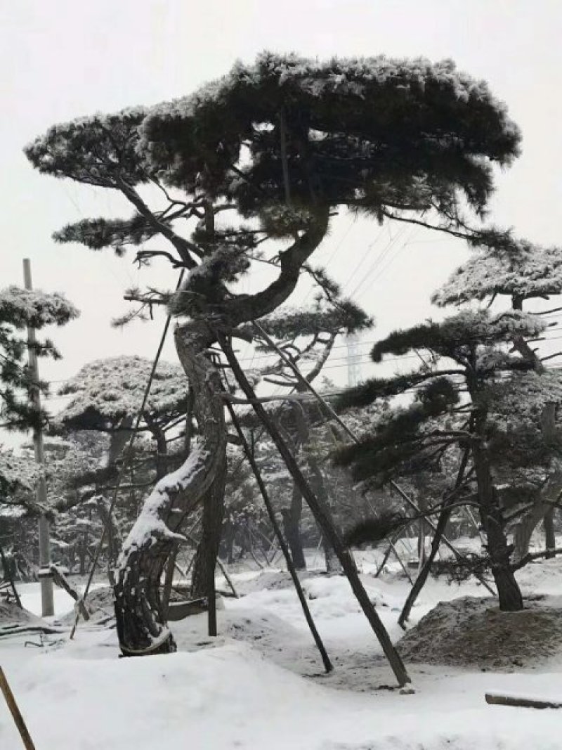 山东造型油松价格，造型松奇特好看货源
