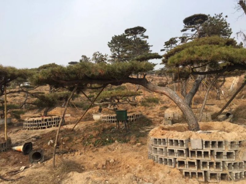 山东造型油松价格，造型松奇特好看货源
