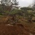 山东造型油松价格，造型松奇特好看货源